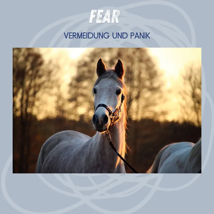 Fear