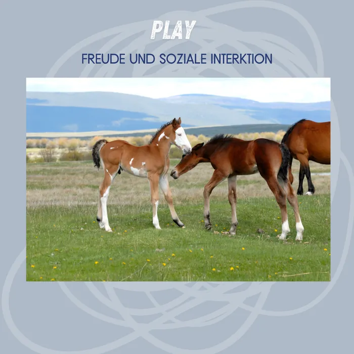 Play