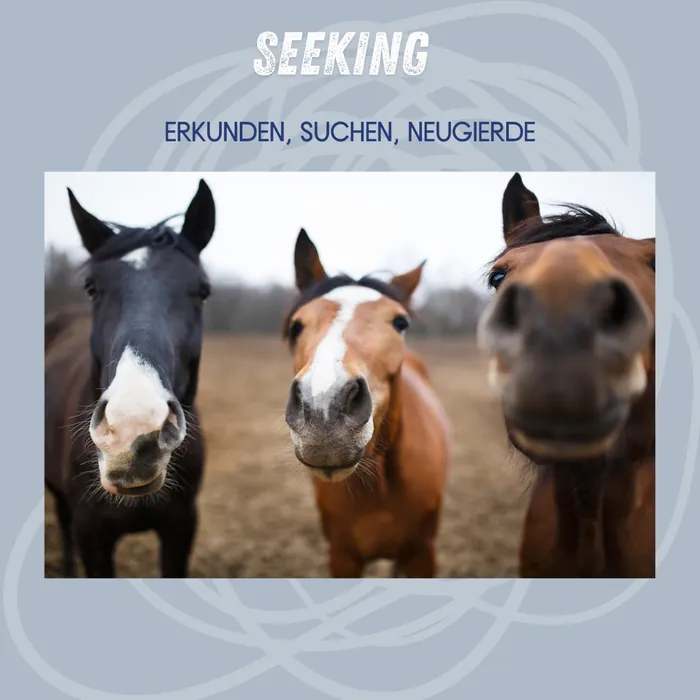 Seeking