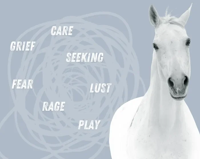 Die sieben Grundemotionen nach Panksepp: Care, Seeking, Fear, Lust, Play, Rage, Grief
